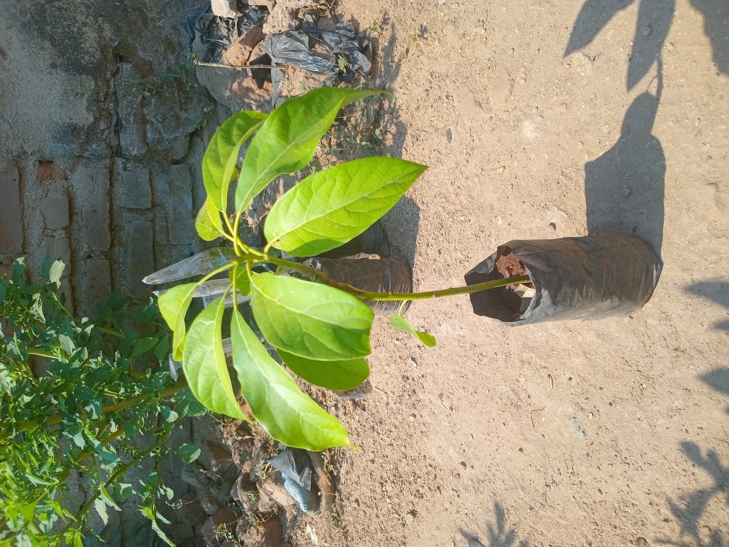 Huss avocado