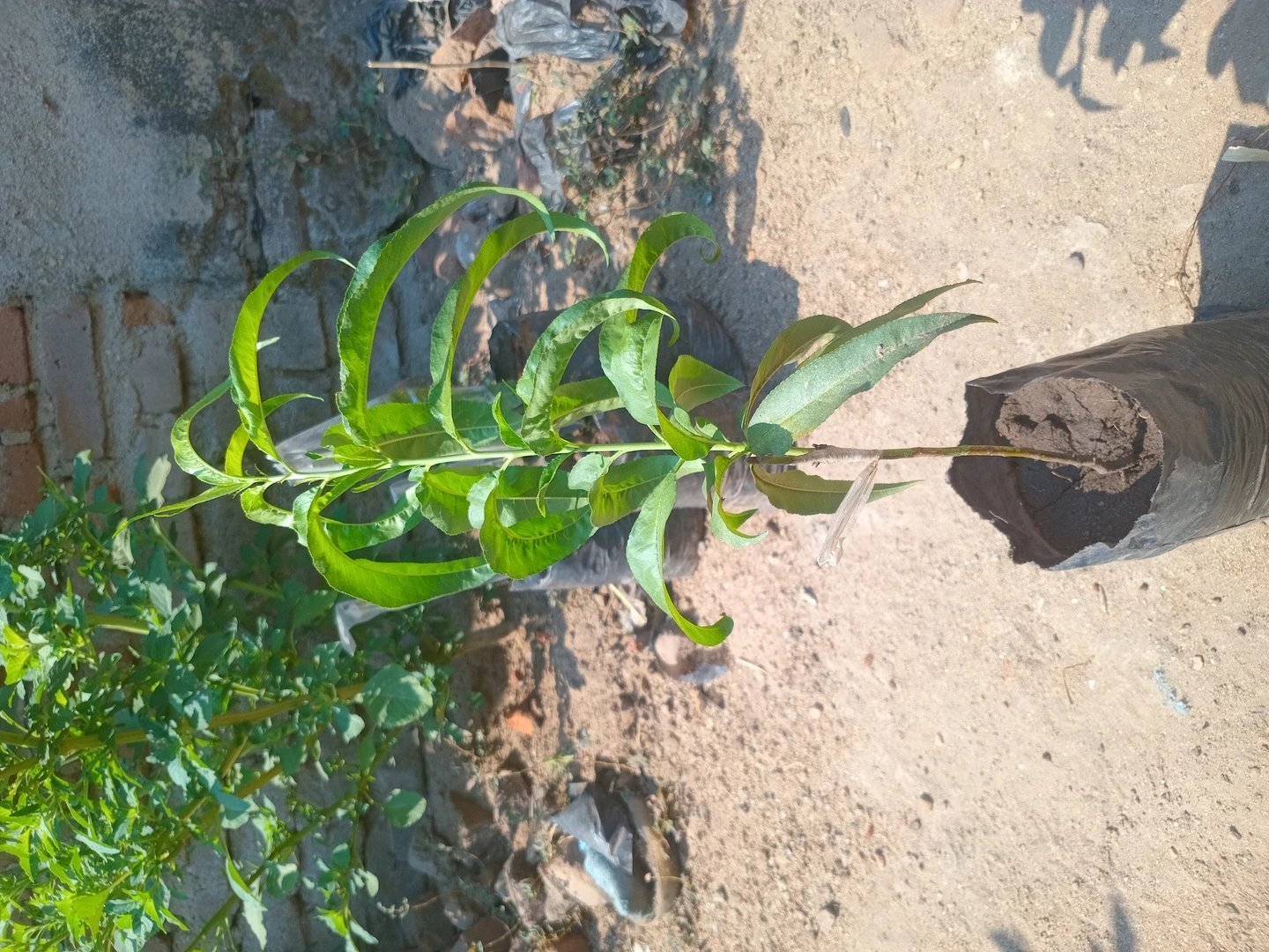 Grafted peach