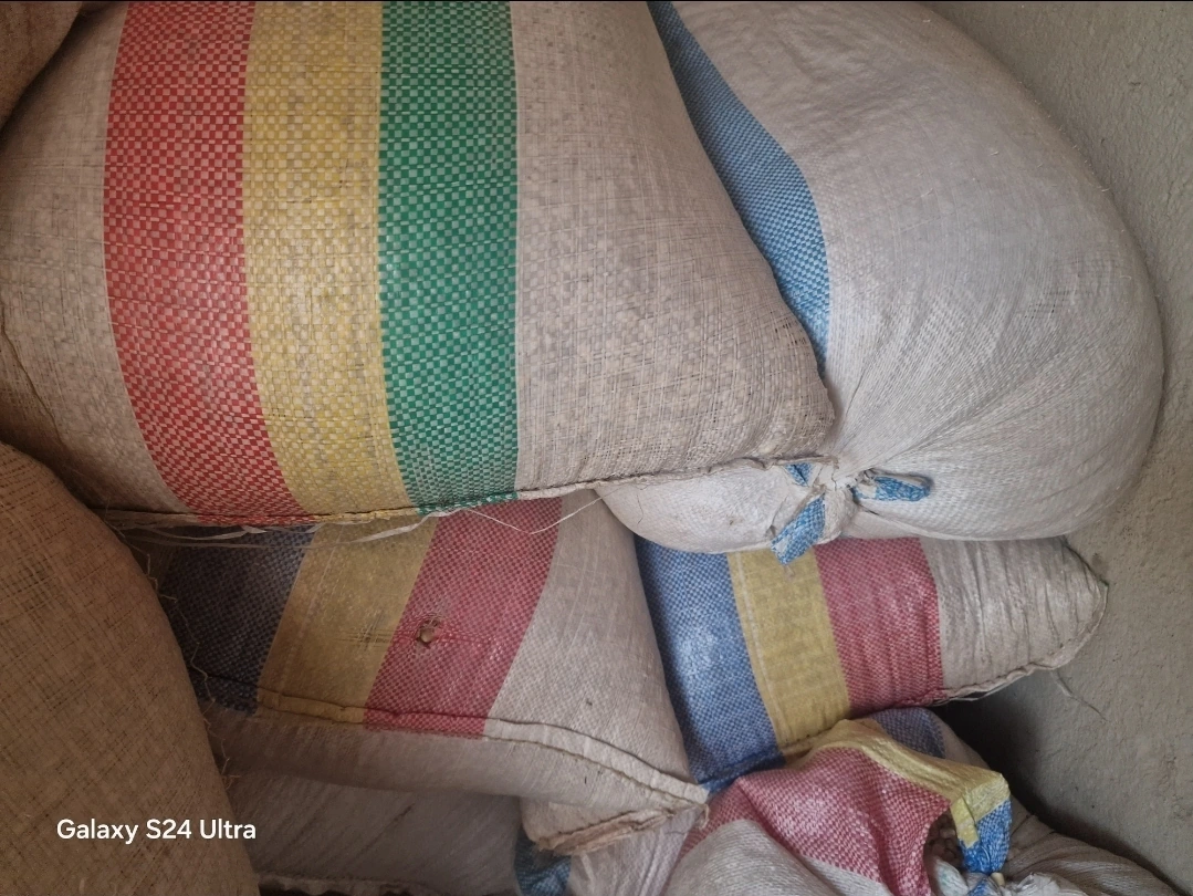 High quality Maize - available